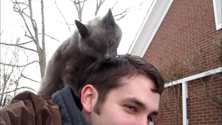 Why Cat Licks My Hair