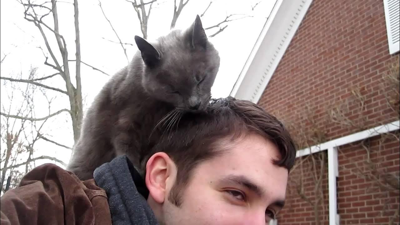 Why Cat Licks My Hair: Unravel the Feline Mystery