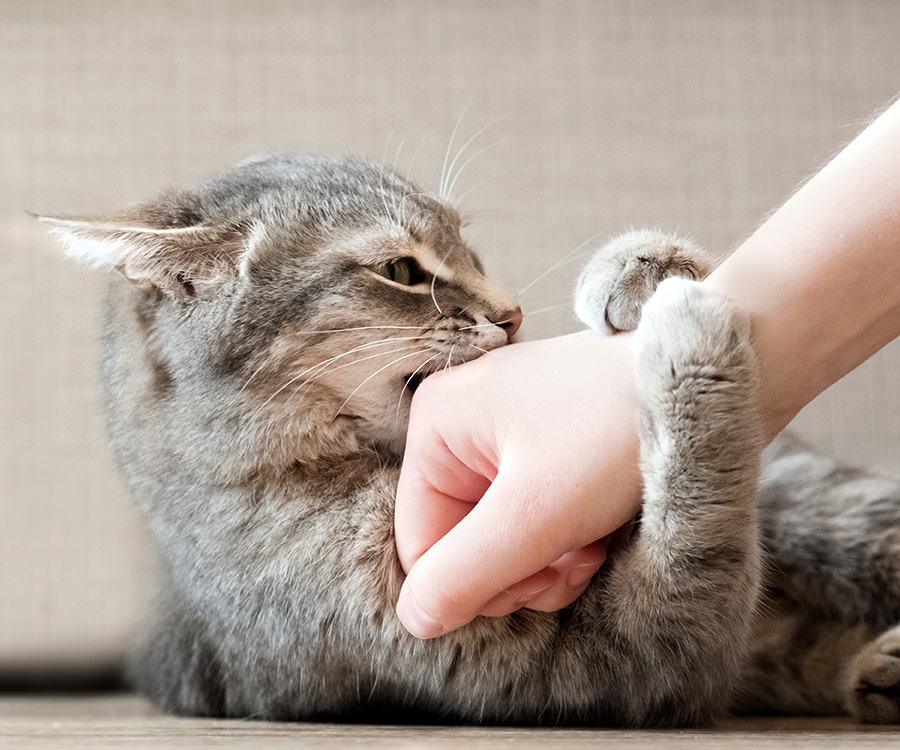 Why Do Cats Bite You When You Pet Them