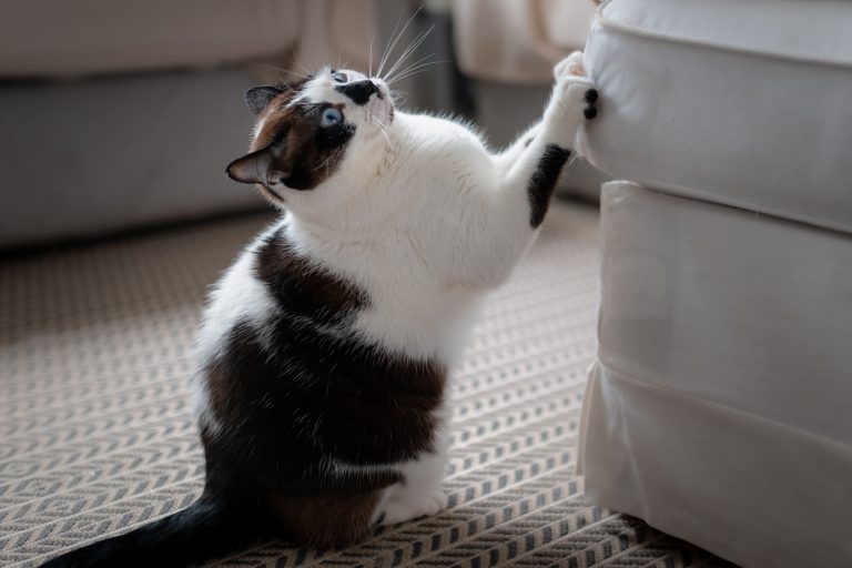 Why Do Cats Claw Furniture