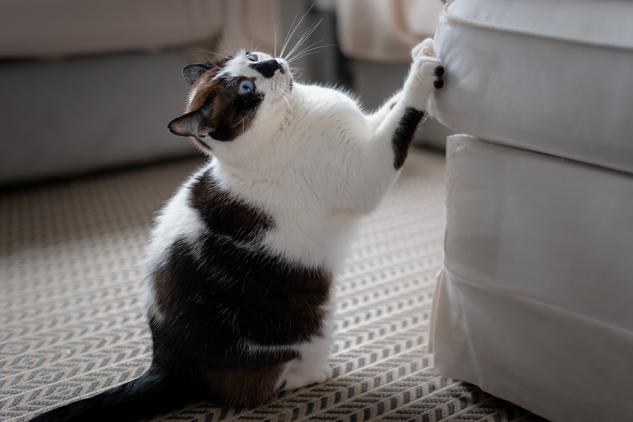 Why Do Cats Claw on Furniture