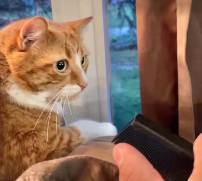 Why Do Cats Gag at Comb