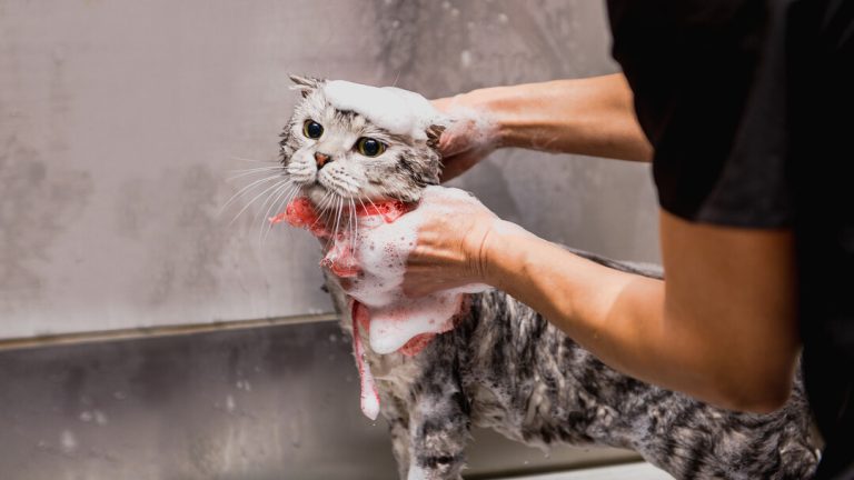 Why Do Cats Hate Bathing