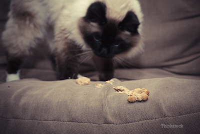 Why Do Cats Have Hairballs