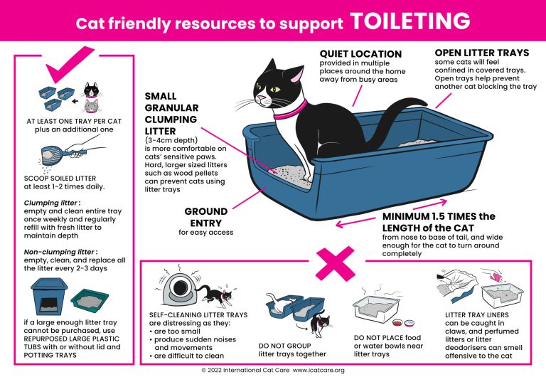 Why Do Cats Have Litter Boxes