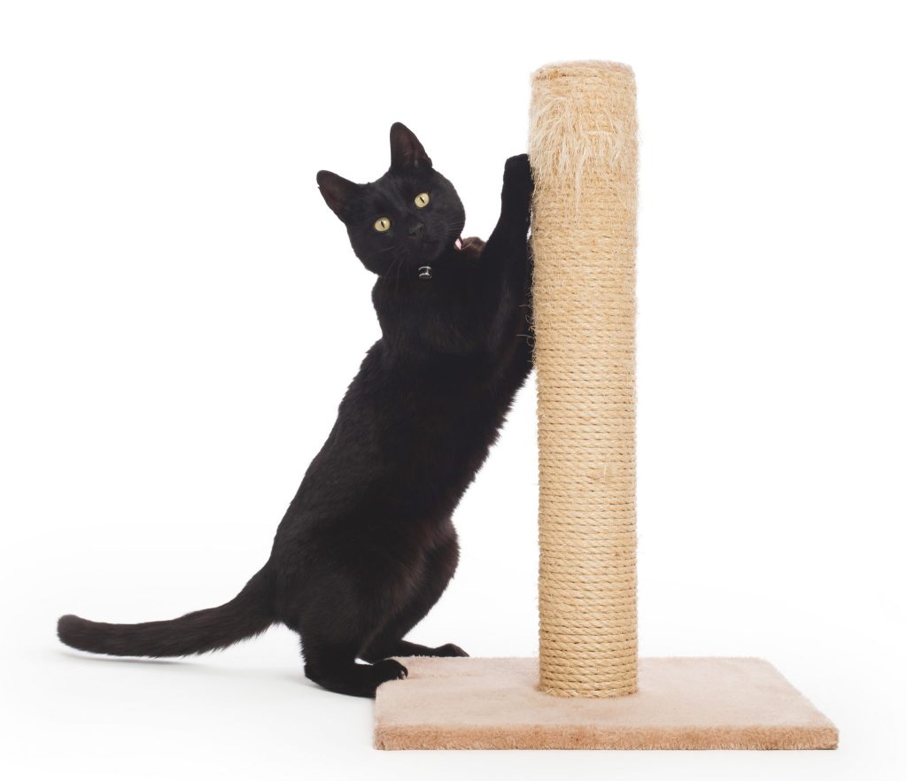 Why Do Cats Need Scratching Posts