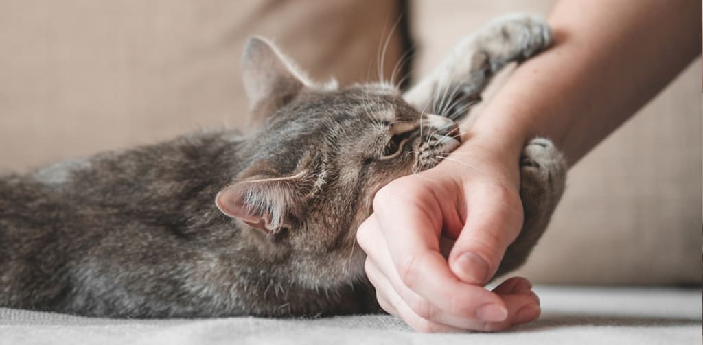 Why Do Cats Nibble When You Pet Them: Unveiling Feline Behavior