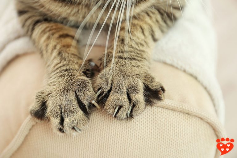 Why Do Cats Scratch Scratching Posts