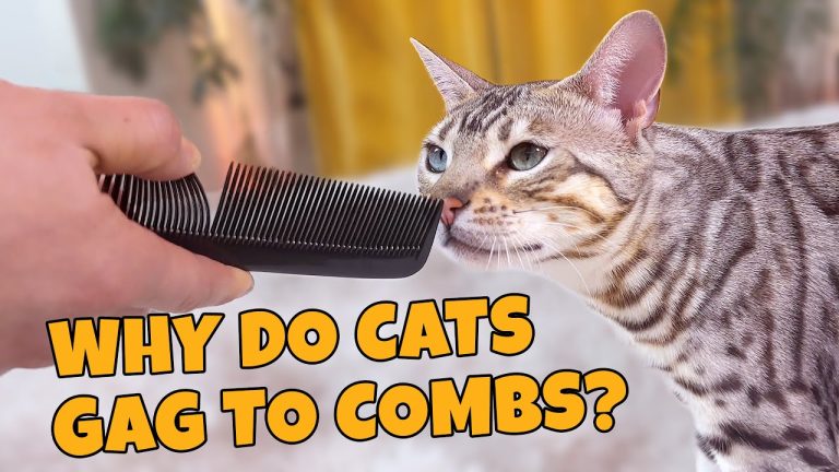 Why Does a Comb Make Cats Gag