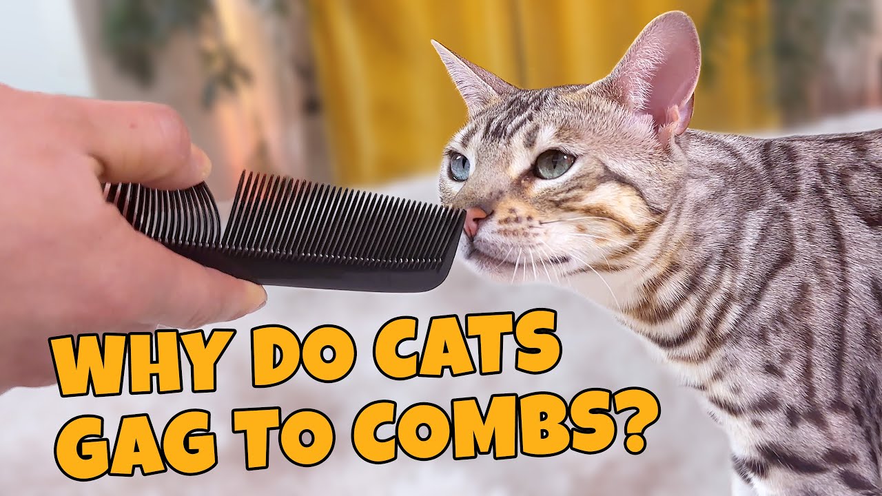 Why Does Comb Make Cat Gag: Unraveling the Mystery