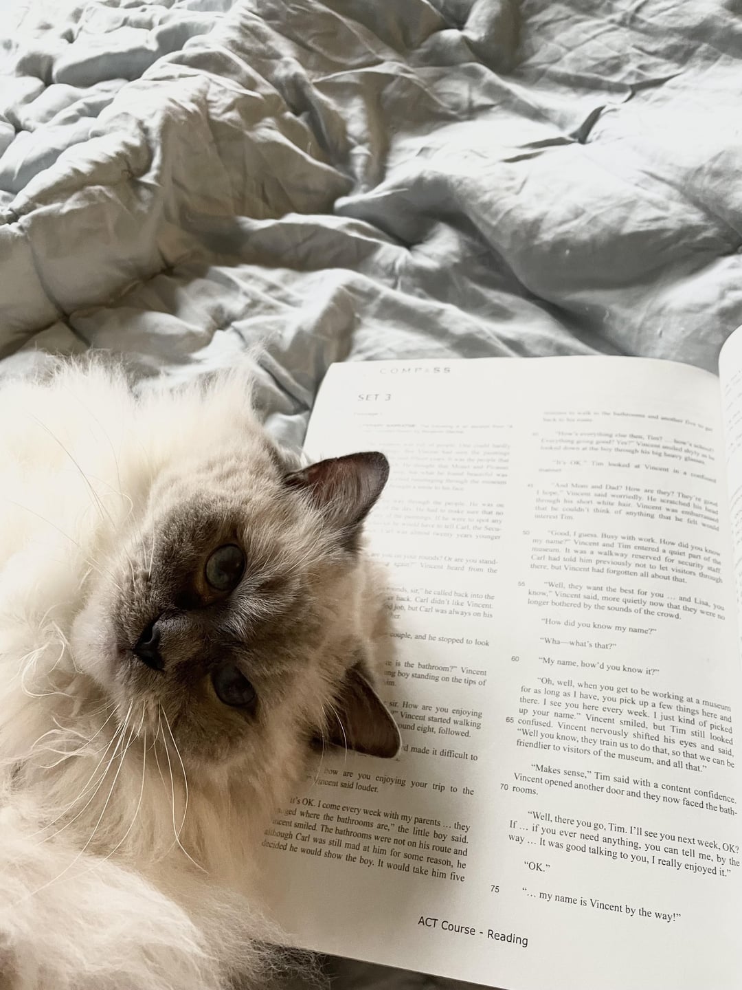 Why Does My Cat Always Want to Be near Me: Exploring Feline Affection