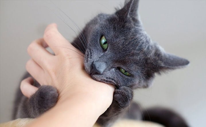Why Does My Cat Bite Me When I Pet Her