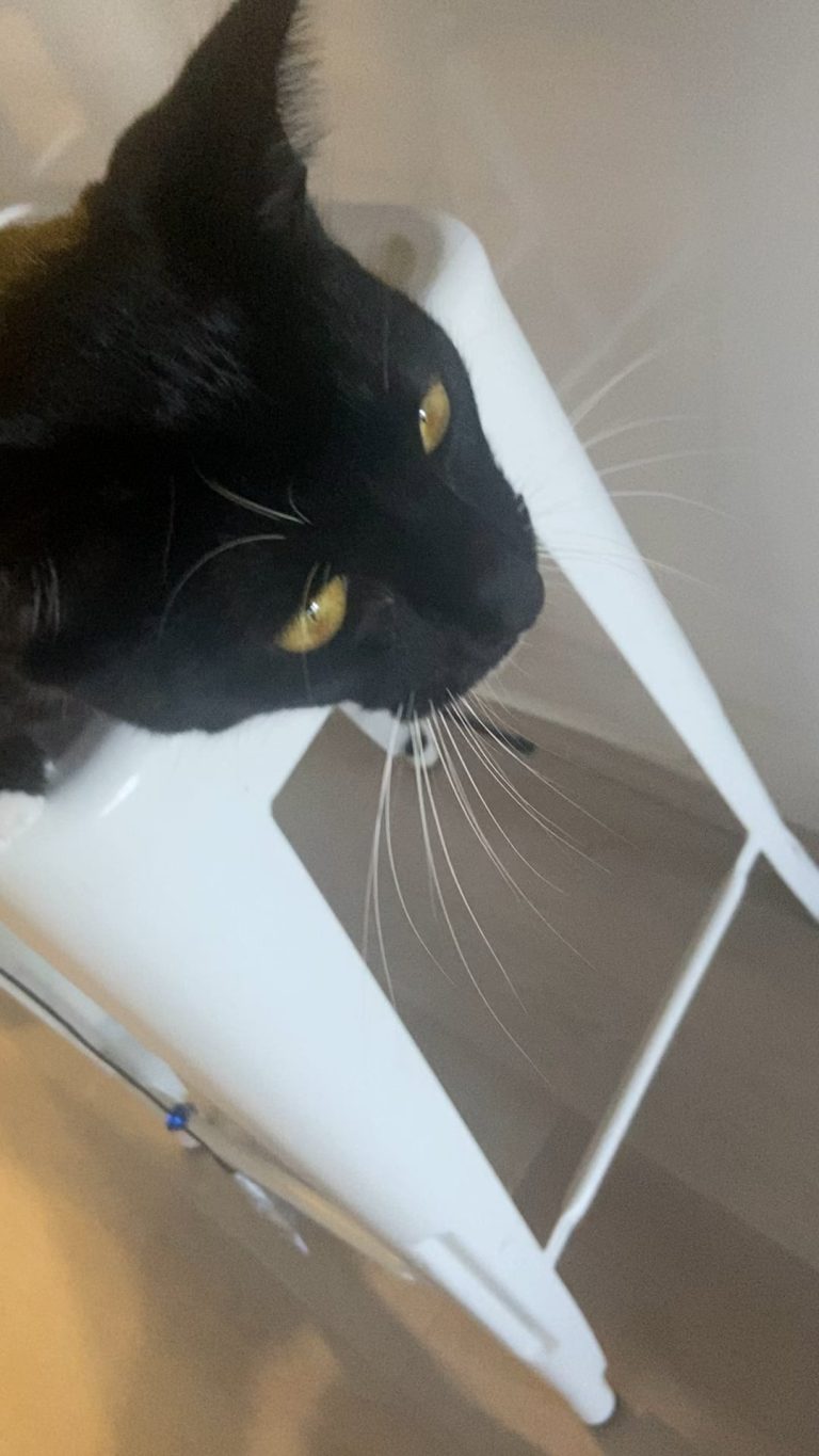 Why Does My Cat Make Funny Noises