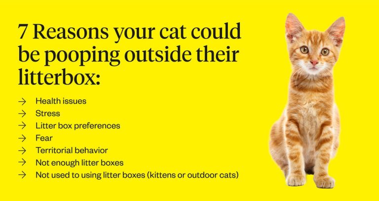 Why Does My Cat Not Use the Litter Box