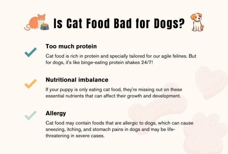 Why is Cat Food Bad for Dogs