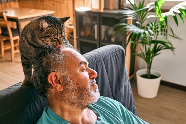Why is My Cat Licking My Hair