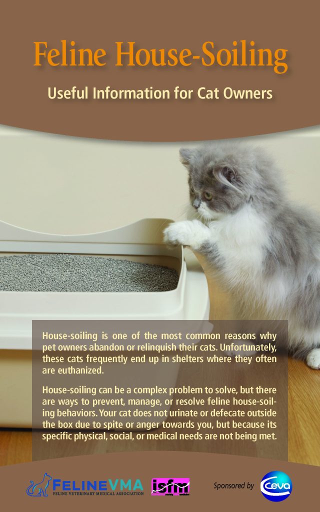 Why is My Cat Not Using Litter Box