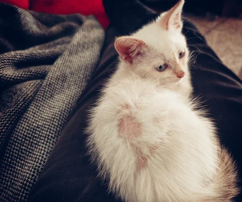 Why is My Cats Hair Falling Out