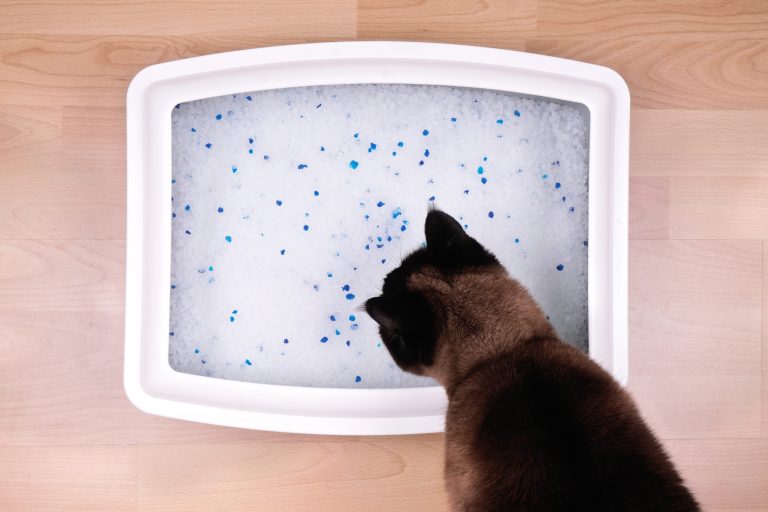 Why My Cat Won'T Use the Litter Box