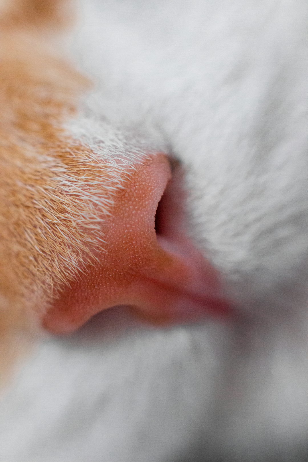 Are Cat Ear Mites Contagious to Humans: Truth Revealed