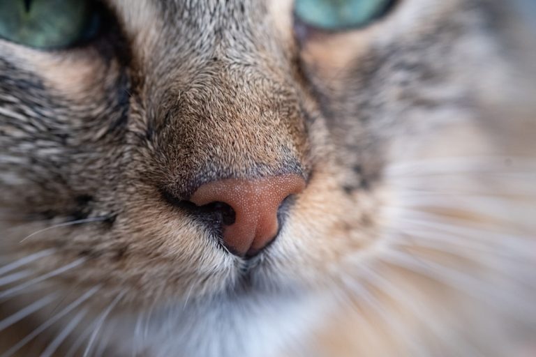Are Upper Respiratory Infections Contagious in Cats: Unveiling Facts