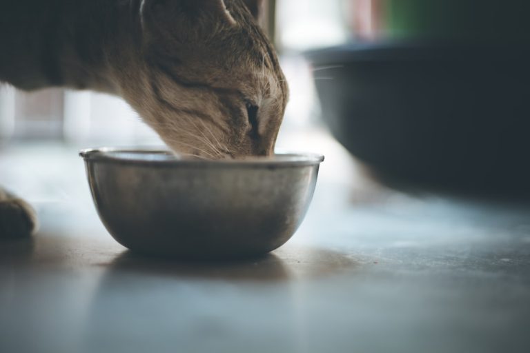 Can Cat Food Make Dogs Sick: Essential Facts Uncovered