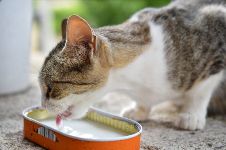 Can Cats Help With Anxiety: Discover Feline Comfort