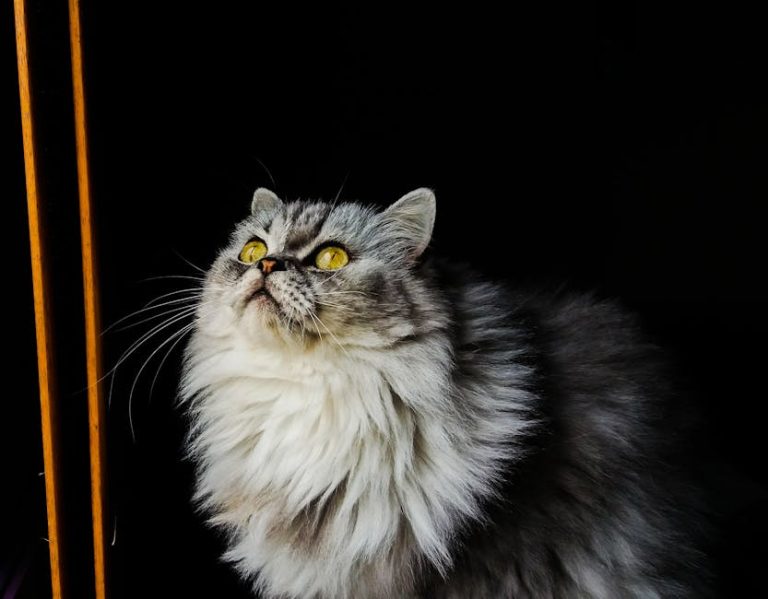 Can Cats Throw Up from Separation Anxiety? Uncover Truths