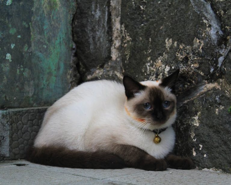 Can I Claim My Cat As a Dependent: Tax Benefits Guide