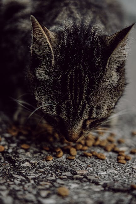 Can a Dog Eat Dry Cat Food: Unveiling the Truth