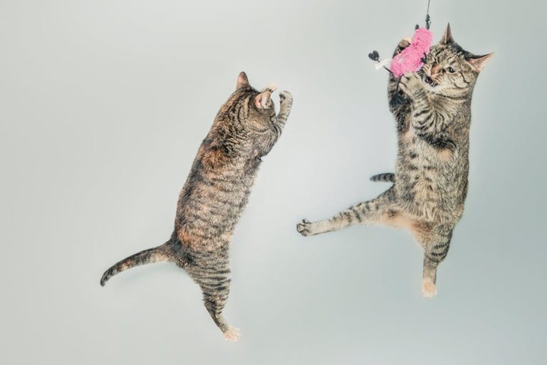 Do Cats Drool When Stressed? Unveiling Feline Behavior