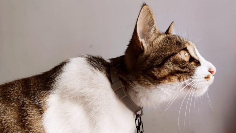 Do Flea Collars Work on Cats: Uncovering the Truth