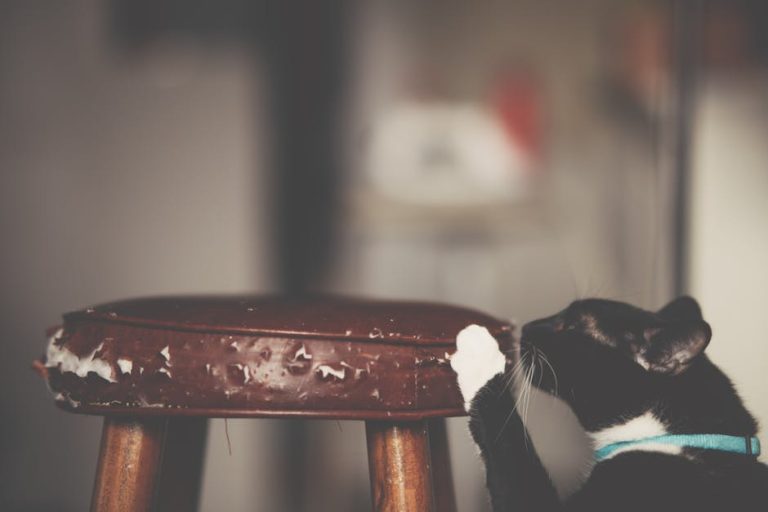 How Can I Stop My Cat from Scratching My Furniture: Tips