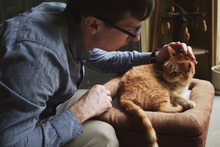How Do You Pet a Cat: Expert Tips for Feline Affection