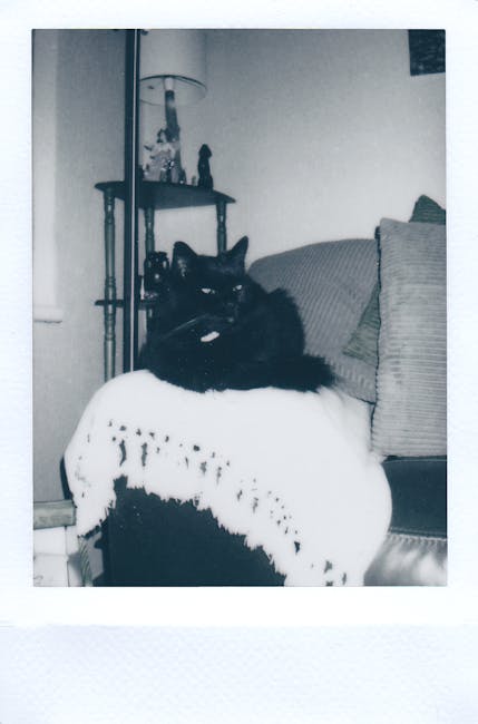 How Do You Stop Cats from Clawing Furniture: Proven Tips