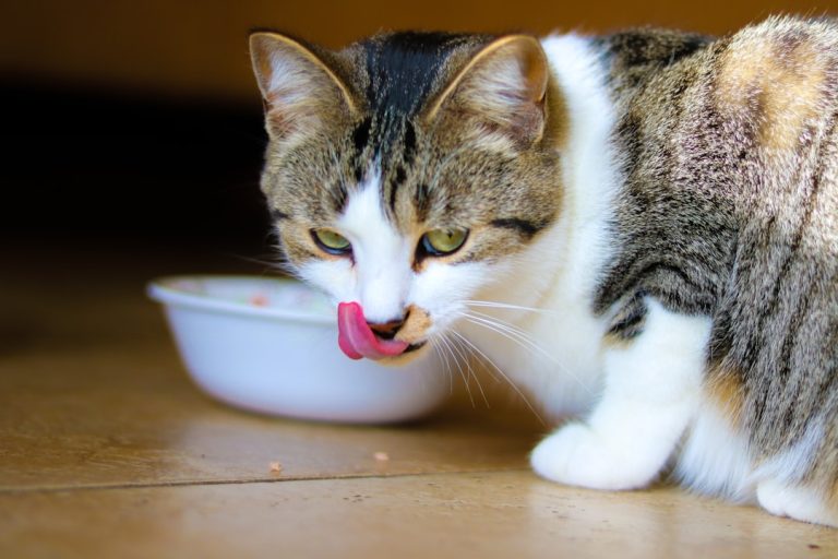 How Much Cat Food Should a Cat Eat: A Complete Guide