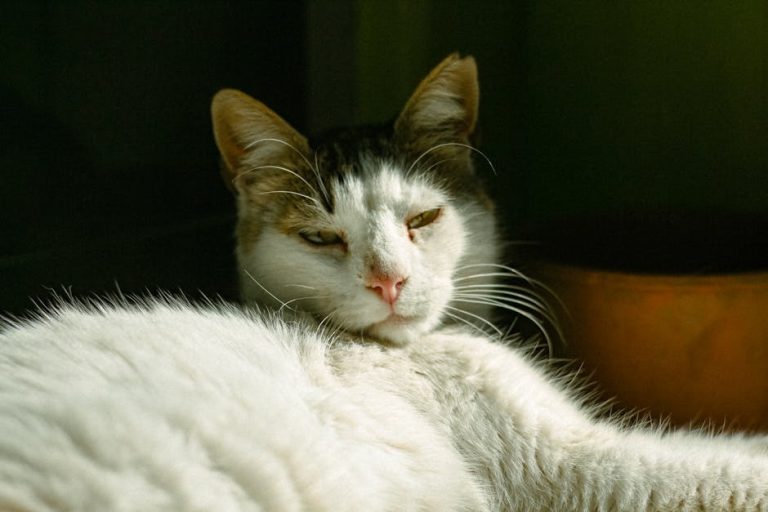 How to Calm down a Cat With Anxiety: Proven Techniques