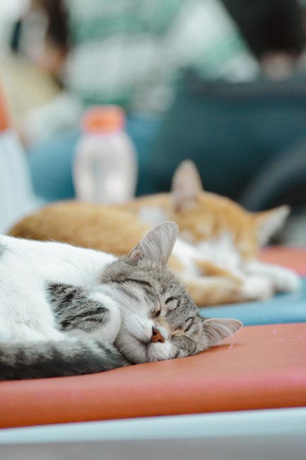 How to Help Cat Anxiety: Effective Calming Techniques