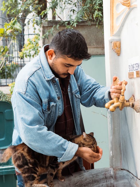 How To Help A Cat With Anxiety Expert Tips Photo Inspiration