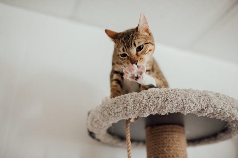 How to Keep Cat from Clawing Furniture: Proven Tips