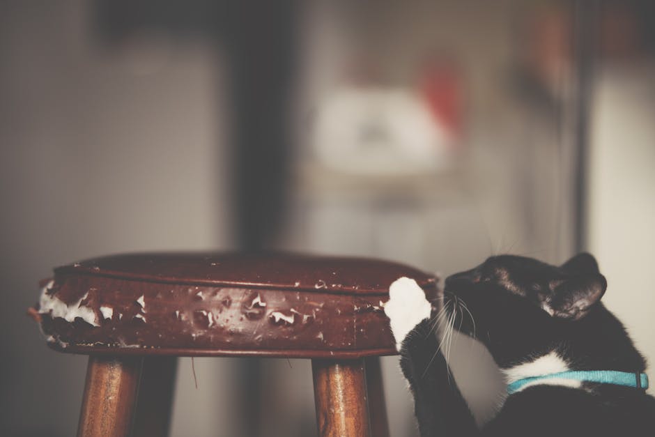 How to Prevent Your Cat from Scratching Furniture: Expert Tips