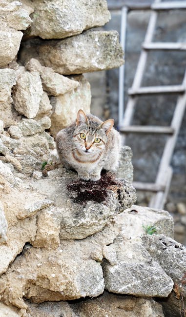 Photo inspiration: Picture Idea: How To Reduce Cat Anxiety Proven Strategies For Calm