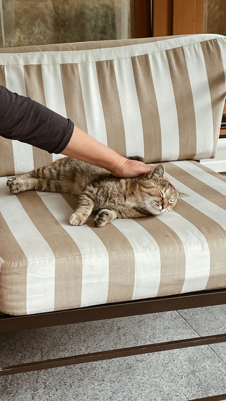 How to Stop My Cat from Scratching My Furniture: Proven Tips