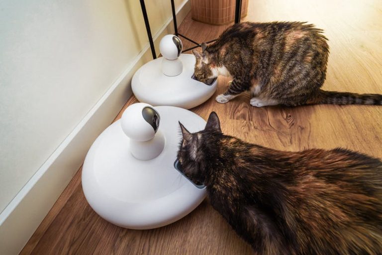 Is Dry Cat Food Bad for Dogs: Unveiling the Risks