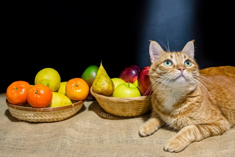 Is Fancy Feast Good Cat Food? Unveiling the Truth