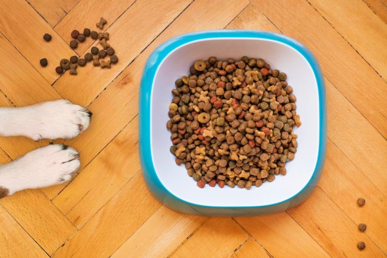 Is It Bad to Feed Dogs Cat Food: Uncover the Truth