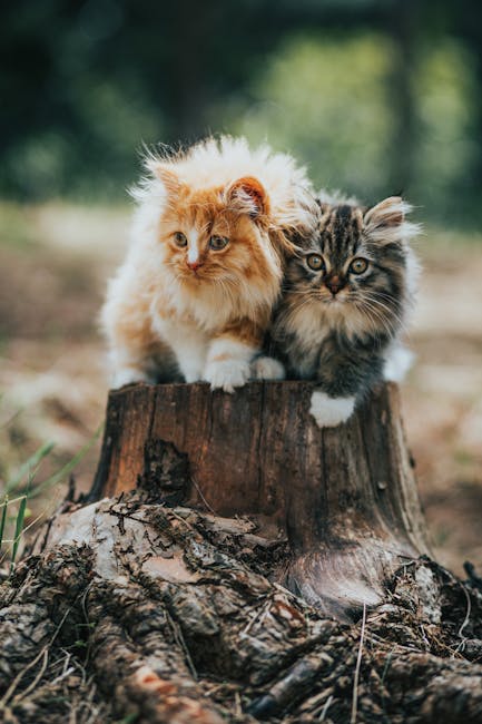 Is Tabby a Breed of Cat: Uncover the Truth