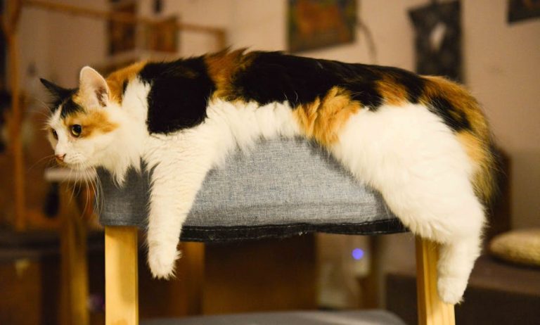 Is a Calico Cat a Breed? Unveiling Feline Facts