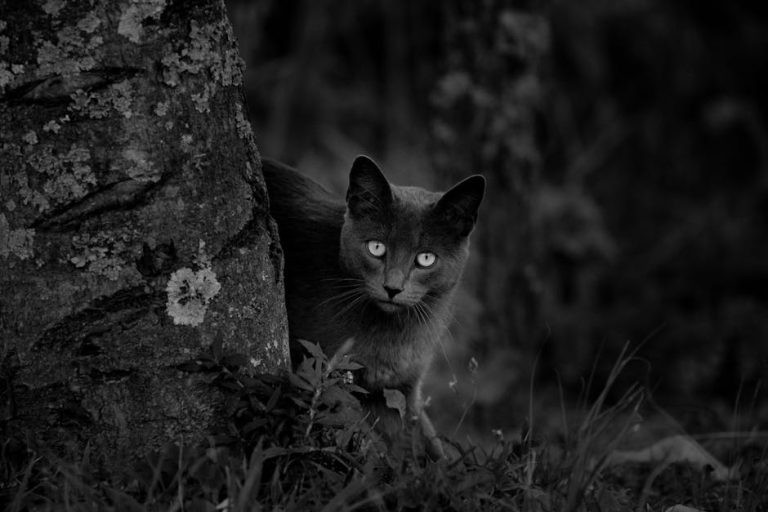 What Breed is My Black Cat: Uncover Its Mysterious Origins