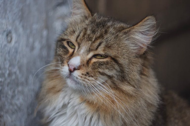 What Breed is a Gray And White Cat: Discover Popular Breeds